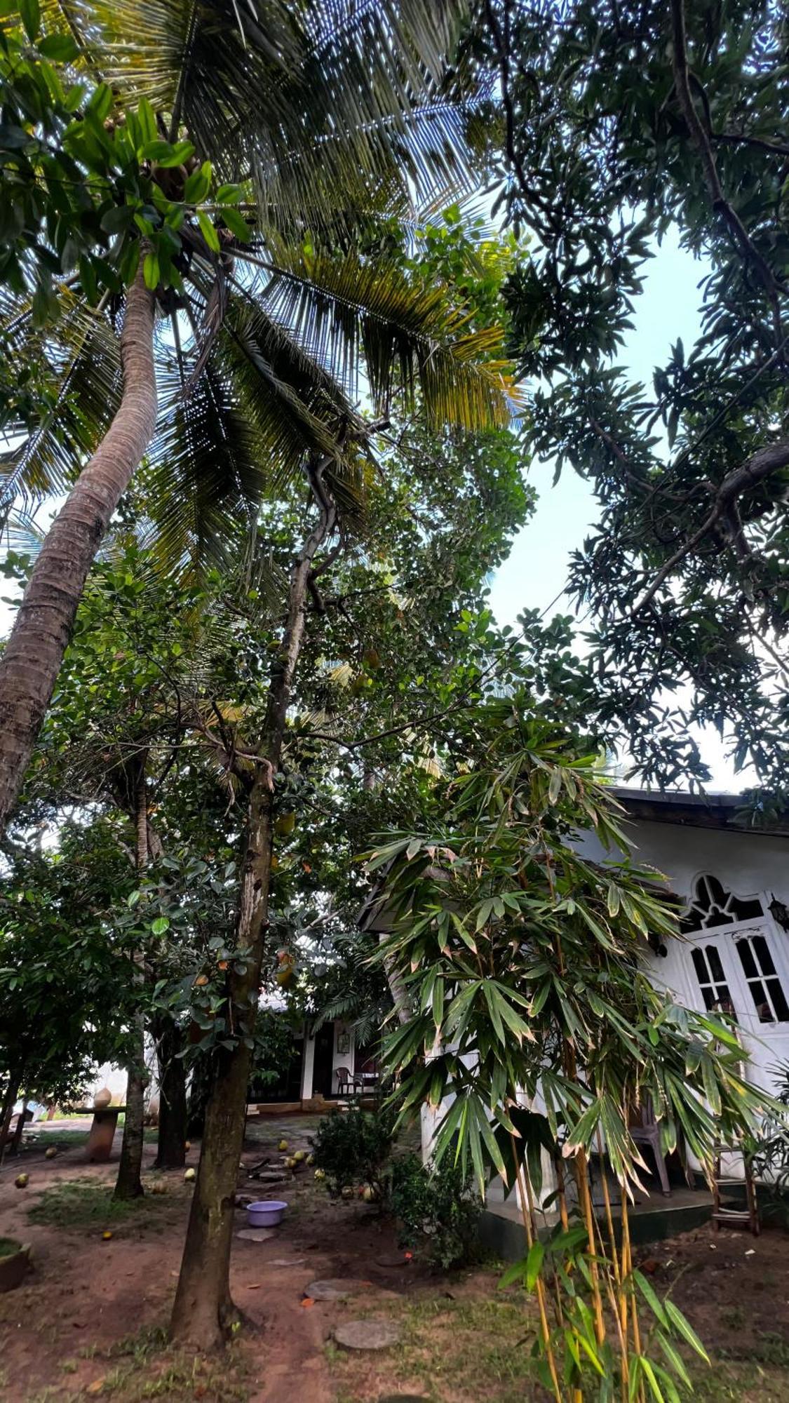 Sylvester Villa Hostel Negombo Exteriör bild